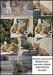 Donam pisicuti cuminti si jucausi!-motanel-portocaliu-jpg