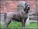 catei cane corso-images-jpg