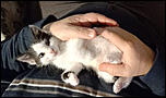 Ofer pisic pentru adoptie-pisic2-jpg