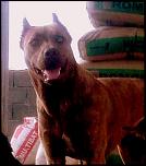 vand catei Bandog-aruna-1-jpg