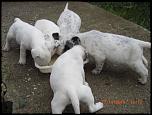 vand pui dalmatian-cimg6596-jpg