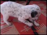 pui dalmatian-cimg6592-jpg