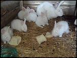 vand iepuri belgieni albi cu ochii rosii, pui si adulti-imagine009-jpg