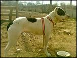 caut pitbull pt monta-fotografie0066-jpg