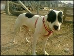 caut pitbull pt monta-fotografie0068-jpg