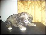 VAND PUI BICHON MALTEZ-fotografie0204-jpg