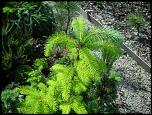 Specii apicole si de ornament-pseudotsuga-menziesii-uwes-golden-dscn6160-jpg