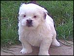 vand catel SHIH-TZU-image0092-jpg