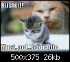 funny-pictures-adorable-kitten.jpg