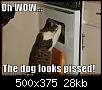 funny-pictures-cat-oven-pissed-dog.jpg