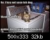 funny-pictures-cat-washing-machine-dog.jpg