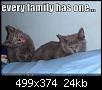 funny-pictures-grey-kittens-crazy-face-family.jpg