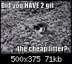 funny-pictures-you-always-get-the-cheap-litter.jpg