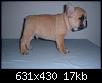 bulldog_francez_bej_cu_pedigree_nascuti_pe_data_de-anunt-1d5199.jpg