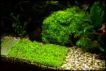 java moss.jpg