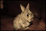 little rabbit_1.jpg