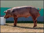 3.-duroc.jpg