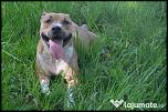 2237140_pui-rasa-amstaff_1.jpg