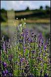 109923276_3_644x461_vand-buchete-de-lavanda-uscate-si-proaspete-eco-plante-si-seminte.jpg