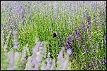 109923276_4_644x461_vand-buchete-de-lavanda-uscate-si-proaspete-eco-casa-si-gradina.jpg