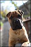 1_cumpar-caine-metis-shar-pei-si-boxer-caini.jpg