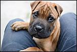 700_cumpar-caine-metis-shar-pei-si-boxer-fotografii.jpg