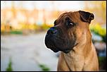 cumpar-caine-metis-shar-pei-si-boxer-craiova.jpg