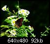 velvet butterfly.jpg