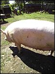 223055807_3_644x461_vand-porc-imens-pietran-porci.jpg