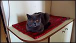 225199922_5_644x461_pisica-british-shorthair-blue-dolj.jpg