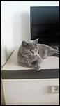 225199922_3_644x461_pisica-british-shorthair-blue-pisici.jpg