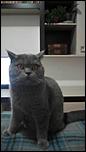 225199922_1_644x461_pisica-british-shorthair-blue-craiova.jpg