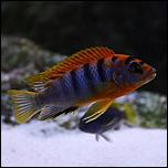 Labidochromis-Hongi-Sweden-600x600.jpg