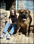 Biggest_dogs_001.jpg