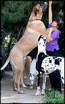 biggest_dogs_wrld_07.jpg