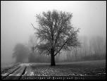 Einsamer_Baum_im_Nebel_Hintergrundbild.jpg