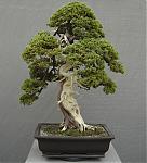 bonsai's Avatar