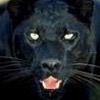 black_cat's Avatar