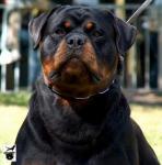 rotty