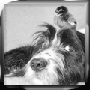laurentiuman's Avatar